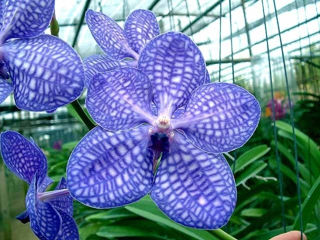 Орхідея ванда: фото