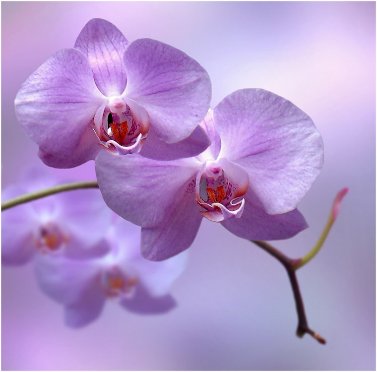 Шкідниками такої орхідеї є щитівки, з'являються вони через надто сухого повітря, також ця рослина не застраховане від грибкових захворювань