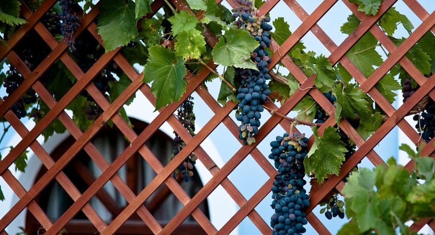 З даної публікації ви дізнаєтеся про види опор для винограду, про те, як їх зробити і встановити самостійно