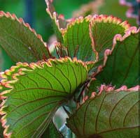 Бронзово-зелені, червоний або помаранчевий відтінки довгих овальних листя акалифа виглядають як сплеск акварелі на клумбах
