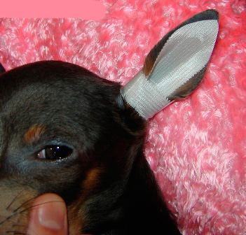 Prostřednictvím této malé neuzavřené oblasti pes ucho „dýchá“ a vždy uvidíte ucho a v případě potřeby ho můžete vyčistit