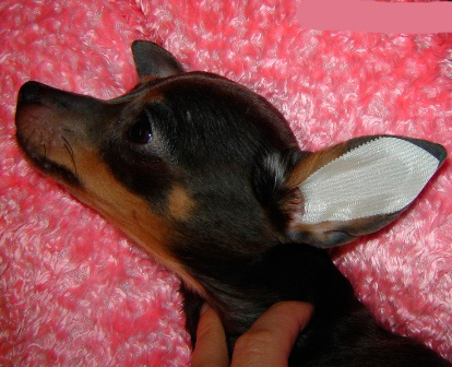 Když jsou uši suché, přilepte design do ucha psa, jak je znázorněno na fotografii, a opatrně je vyhladěte