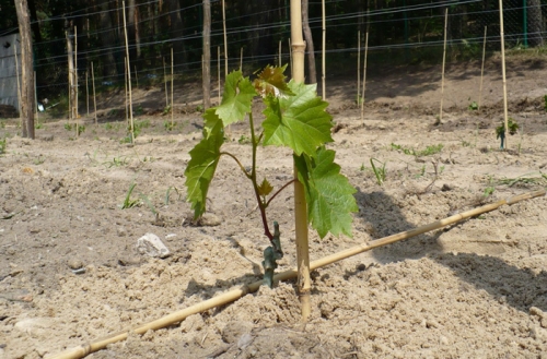 Догляд за виноградом буде полягати в регулярному поливі, який буде потрібно робити з проміжком в сім днів, по 4 повних відра води