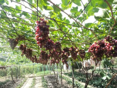 Характеристики культури і необхідність обрізки винограду навесні