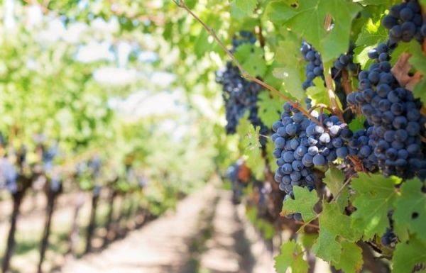 Виноград, як і будь-яка інша багаторічна рослина, потребує періодичних підгодівлі
