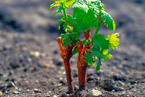 Багато садівники сходяться на думці, що виноград доцільніше висаджувати не насінням або саджанцями, а з черешків, без коренів