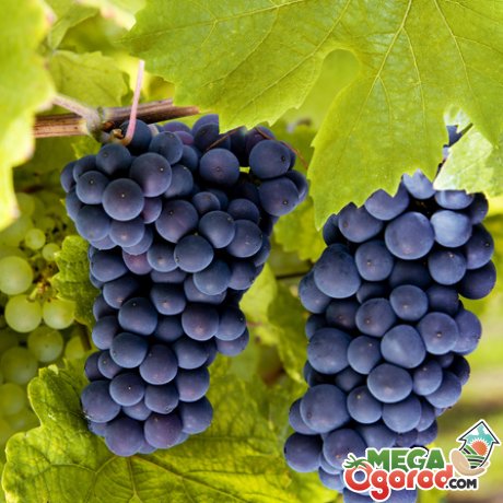 Вибір кращих сортів винограду для вирощування