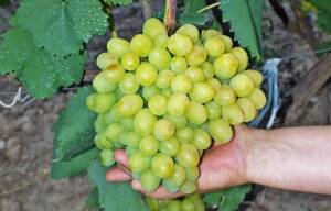 Багатий вибір посадкового матеріалу дозволяє сучасному городнику придбати і вирощувати той виноградний сорт, який йому найбільше до душі