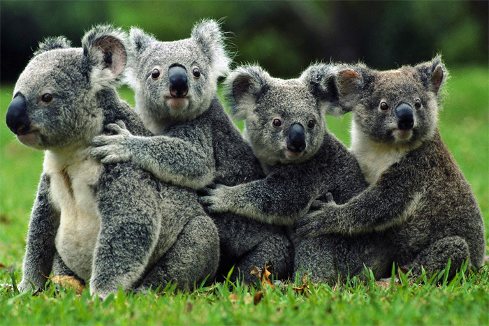 Поспостерігати за коал можна на території всього східного узбережжя Австралії, наприклад в природному заповіднику Тідбінбілла в районі   Канберри