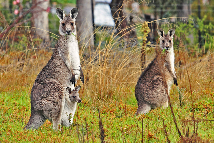 Цих тваринок можна побачити на всій території Австралії, ну а найбільше їх у віддалених гірських і районах країни, наприклад в   національному парку Флиндерса