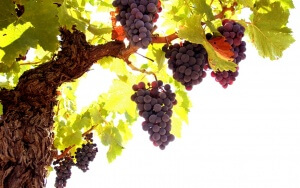 Кущі винограду звичні для жарких регіонів