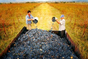 Прибирання ягід повинна проводитися в умовах гарної сонячної погоди, зберегти грона сухими на цьому етапі - завдання винороба