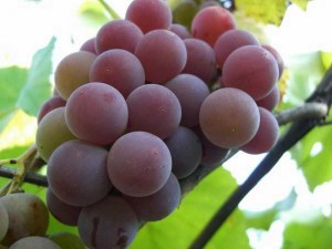 Сезон збору врожаю винограду сорту Лідія випадає на середину осені