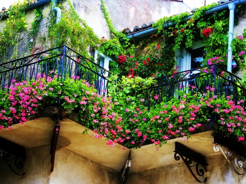 При облаштуванні та декоруванні балкона часто використовуються різноманітні рослини