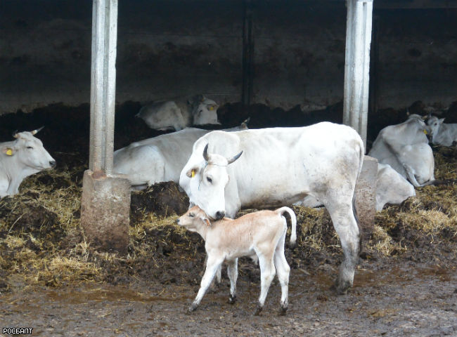 У корів м'ясної породи навіть не вистачає молока, щоб вигодувати потомство, тому в стаді тримають строкатих «годувальник»