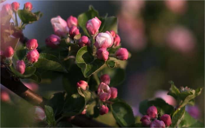 Пізніше, при розпусканні бутонів, обробку яблуні хімікатами не проводять, оскільки це може порушити процес запилення квіток і формування плодів