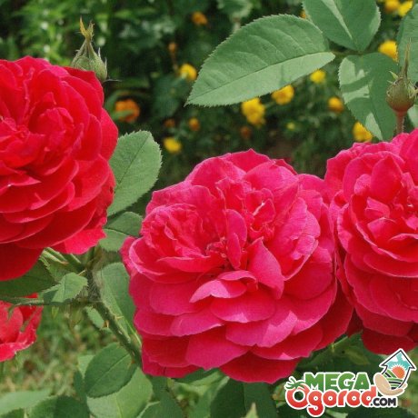 Кращі сорти троянд для успішного розведення