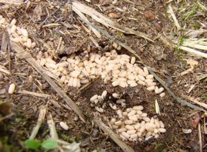 Ми з дитинства звикли думати, що мурахи це нешкідливі комахи, якісь не завдають особливої ​​шкоди рослинам і людям