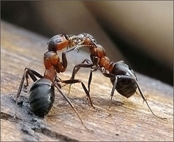 Способи боротьби з мурахами на садовій ділянці