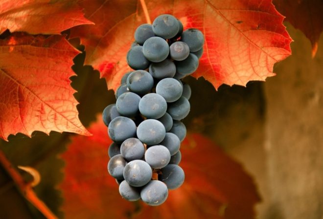 На відміну від інших культур, виноград після збирання врожаю потребує дбайливого ставлення та ретельного догляду