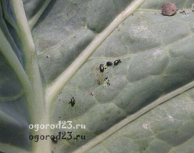 Хрестоцвіті блішки на розсаді капусти, фото: