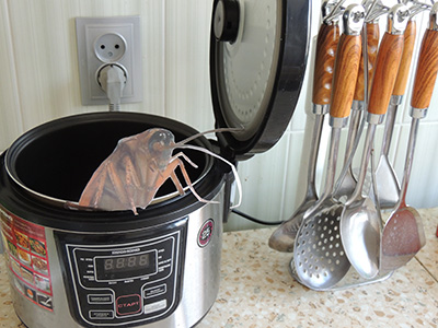 Руді комахи переселяються в сучасні кухонні прилади
