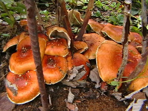 Ці гриби дуже часто виростають у всіх куточках саду і практично під всіма рослинами