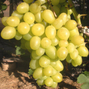 Виноград   Аркадія відноситься до сорту, перевіреним часом і відгуками