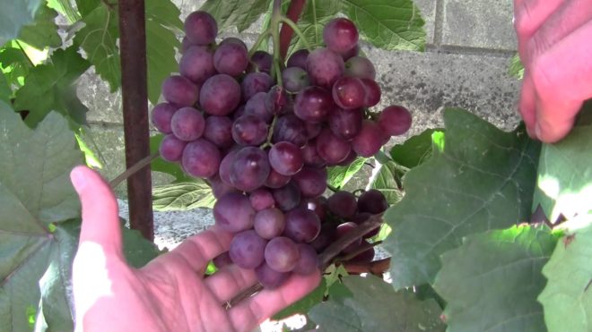 Виноградну ягоду можна зберігати і транспортувати, вона при цьому не втратить свій товарний вигляд