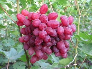 Безнасінні сорти винограду здавна були дуже популярні