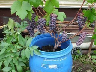 Посадка винограду таким способом витримується від восьми до десяти років, потім ємності розрізають, виймають кущі для пересадки у відкритий грунт