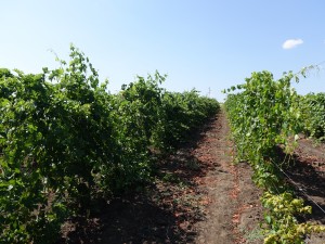 Експерт розповів про складнощі виноградного сезону 2016 року: «Дощова осінь 2015 року та раннє похолодання негативно позначилися на врожаї винограду 2016 року, так як виноградна лоза не змогла накопичити достатню кількість цукрів