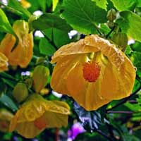Має дзвіночки квіти жовтого, білого, рожевого, оранжевого, червоного кольору, які колишуться в кластерах серед кленоподобних зеленого листя, які іноді можуть мати білясту плямами