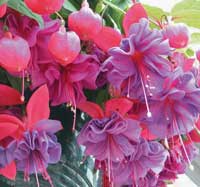 Фуксія - красивий екзотична квітка з яскравим двоколірним забарвленням