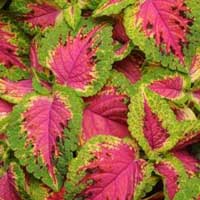 Це багаторічна рослина цінується декоративними яскравими кольоровими листям, які можуть мати відтінки в діапазоні від рубіново-червоного і жовтого до рожевого, оранжевого, і навіть різнобарвного