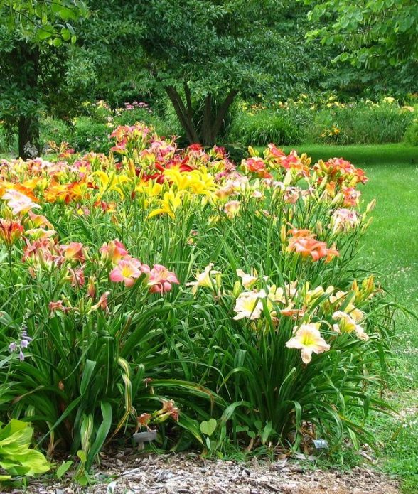 Невипадково лилейник, або красоднев, часто називають «квіткою для ледачого садівника»