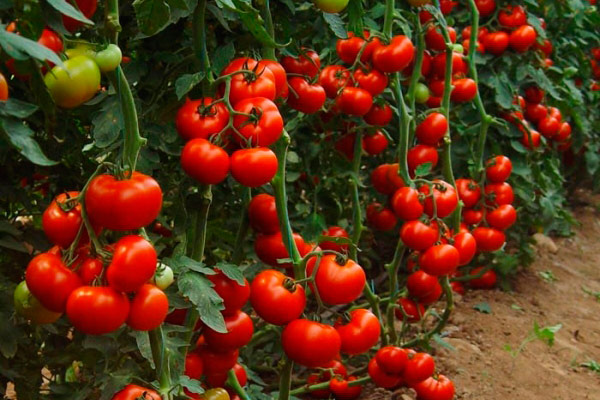 Як виростити якісну розсаду   Сорти томатів для теплиці   Висадка розсади на постійне місце   Догляд за тепличними помідорами   Підживлення томатів у теплиці   профілактика захворювань