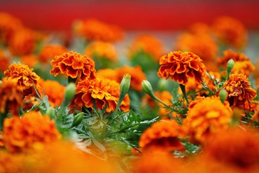 Чорнобривці, тагетес (Tagetes) - дуже популярні квіти, які згадуються першими, якщо потрібно створити в квітнику пляма жовтого, оранжевого або коричневого кольору