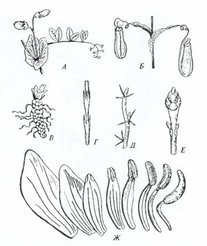 Йорданського, 1979): 1 - квадратна кістка - ковадло ссавців;  2 - сочленовная кістка - молоточок;  3 - гіомандібуляре - стремечко;  4 - зубна кістка;  5 - кутова кістку - барабанна кістка ссавців;  6 - гіоід