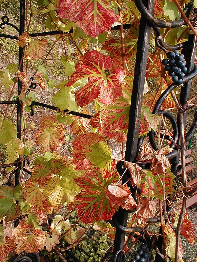 Оптимальні терміни обрізки   Зліва: Виноградний кущ восени
