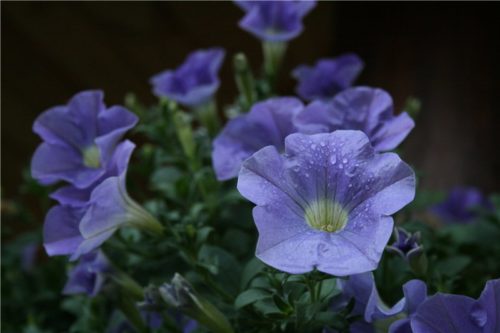Квіти у цієї рослини красивого небесно-блакитного відтінку
