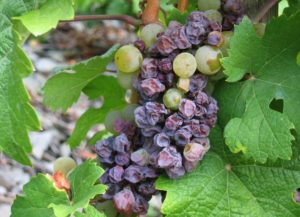 А також причиною засихання грон виноградної лози можуть послужити різні захворювання і шкідники: