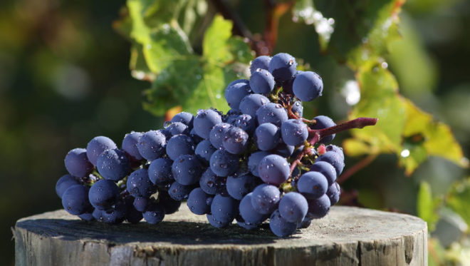 Виноград - це невибаглива в догляді і кліматичних умовах рослина