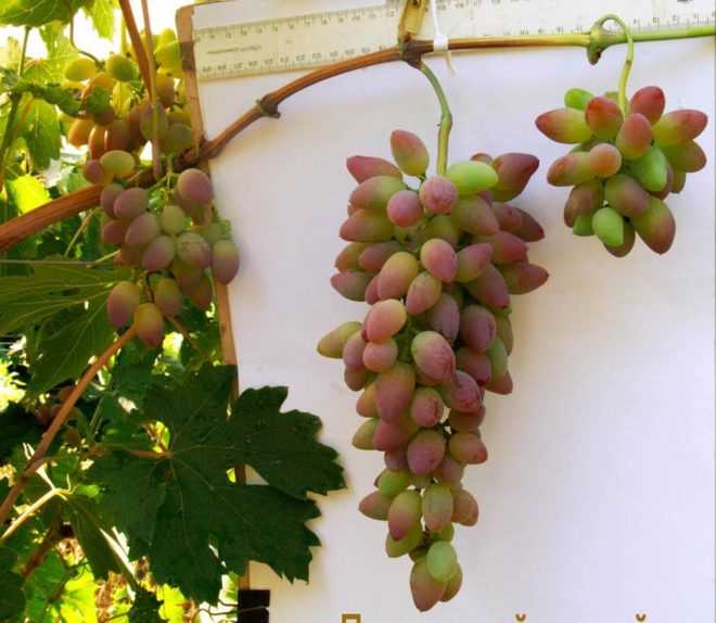 Але дикі і неадаптовані сорти винограду, які і сьогодні можна зустрічати на Півдні Грузії, в Азербайджанських віддалених районах і на високогірних плато Кавказу